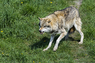 Image showing wolf, canis lupus