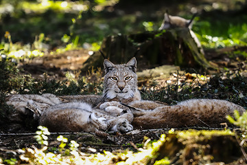 Image showing lynx lynx