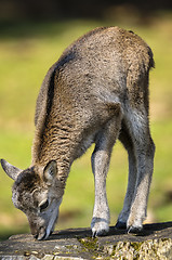 Image showing mouflon, ovis aries