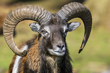 Image showing mouflon, ovis aries