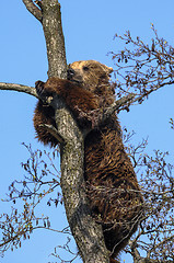 Image showing brown bear, ursus arctos