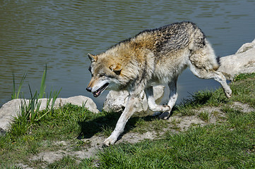 Image showing wolf, canis lupus