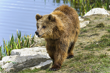 Image showing brown bear, ursus arctos