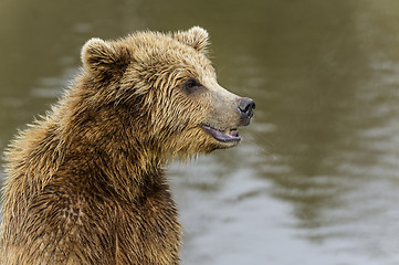 Image showing brown bear, ursus arctos