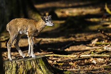 Image showing mouflon, ovis aries