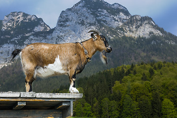 Image showing goat, capra aegagrus hircus