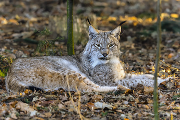 Image showing lynx lynx