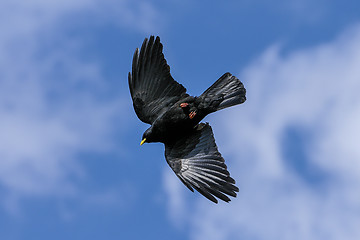 Image showing alpine chough, pyrrhocorax graculus graculus, yellow-billed chou