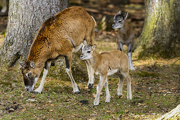 Image showing mouflon, ovis aries