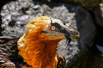 Image showing bearded vulture, gypaetus barbatus