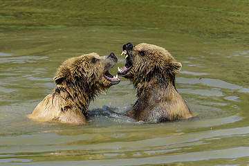 Image showing brown bear, ursus arctos