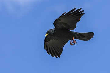 Image showing alpine chough, pyrrhocorax graculus graculus, yellow-billed chou