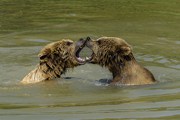 Image showing brown bear, ursus arctos