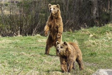 Image showing brown bear, ursus arctos