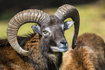 Image showing mouflon, ovis aries