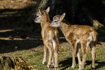 Image showing mouflon, ovis aries