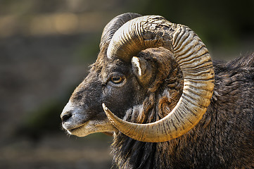 Image showing mouflon, ovis aries