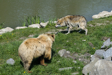 Image showing brown bear, ursus arctos