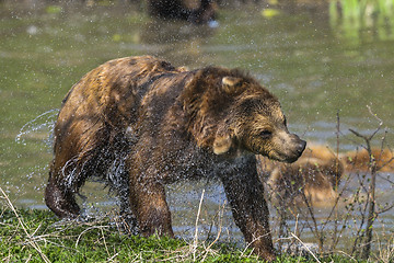 Image showing brown bear, ursus arctos