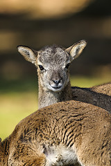 Image showing mouflon, ovis aries