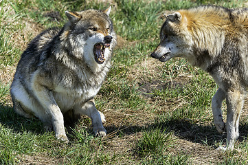 Image showing wolf, canis lupus