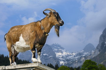 Image showing goat, capra aegagrus hircus