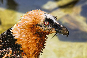 Image showing bearded vulture, gypaetus barbatus