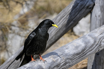 Image showing alpine chough, pyrrhocorax graculus graculus, yellow-billed chou