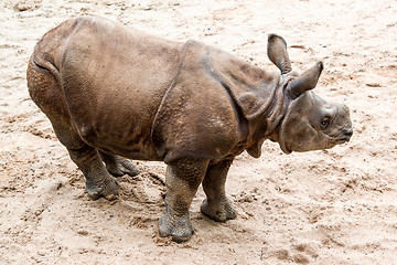 Image showing Young Indian one-horned rhinoceros (6 months old)