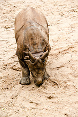 Image showing Young Indian one-horned rhinoceros (6 months old)