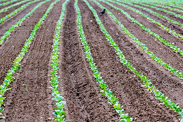 Image showing Rows of recently planted lettuce with bird