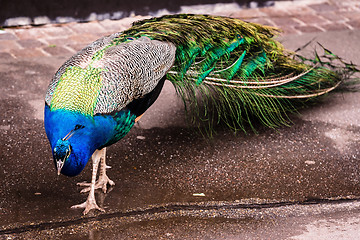 Image showing Peacock walking