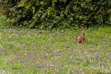 Image showing Wild hare in green grass