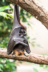 Image showing Fruit bat sleeping