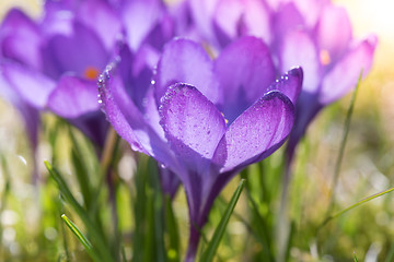 Image showing Purple crocuses