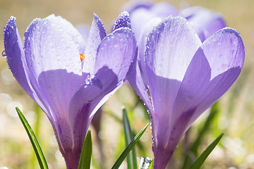 Image showing Purple crocuses