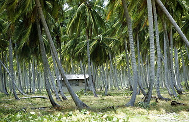 Image showing AMERICA CARIBBIAN SEA DOMINICAN REPUBLIC