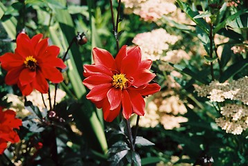 Image showing Dahlia