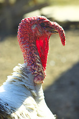 Image showing Turkey close-up