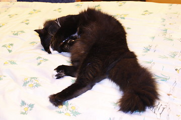 Image showing black cat lying prone on the bed