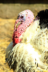 Image showing big turkey