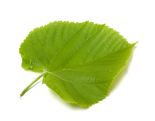 Image showing Spring tilia leaf on white background