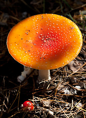 Image showing Amanita muscaria mushroom in dark forest at sun day