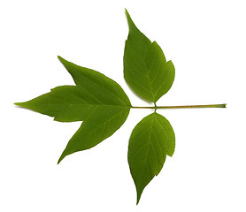 Image showing Spring acer negundo leaf on white background