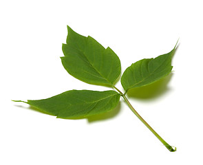 Image showing Spring maple ash (acer negundo) leaf