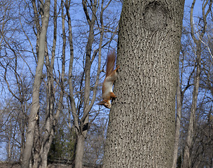 Image showing Red squirrels on tree 