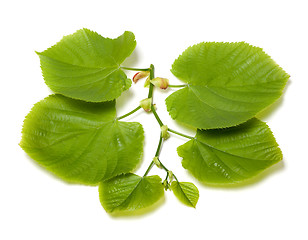 Image showing Spring tilia leafs
