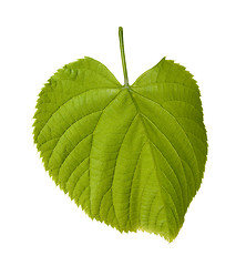 Image showing Spring tilia leaf
