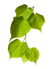 Image showing Spring tilia leafs