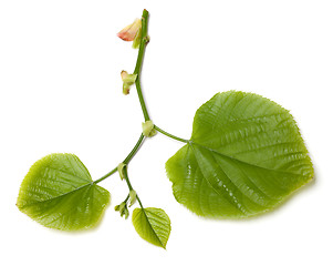 Image showing Spring tilia leafs on white background